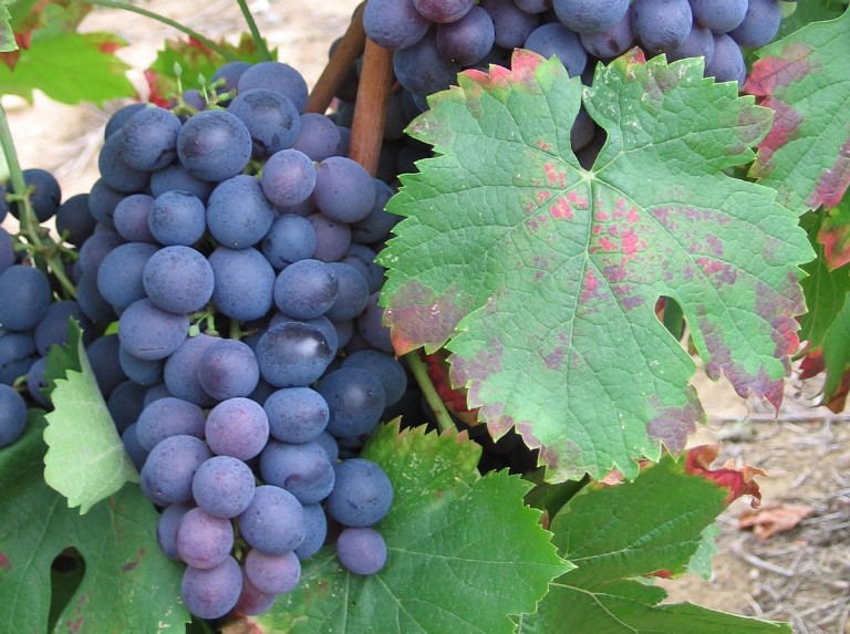 Oenothèque Bandol Wines Maison des Vins de Bandol Grape varieties